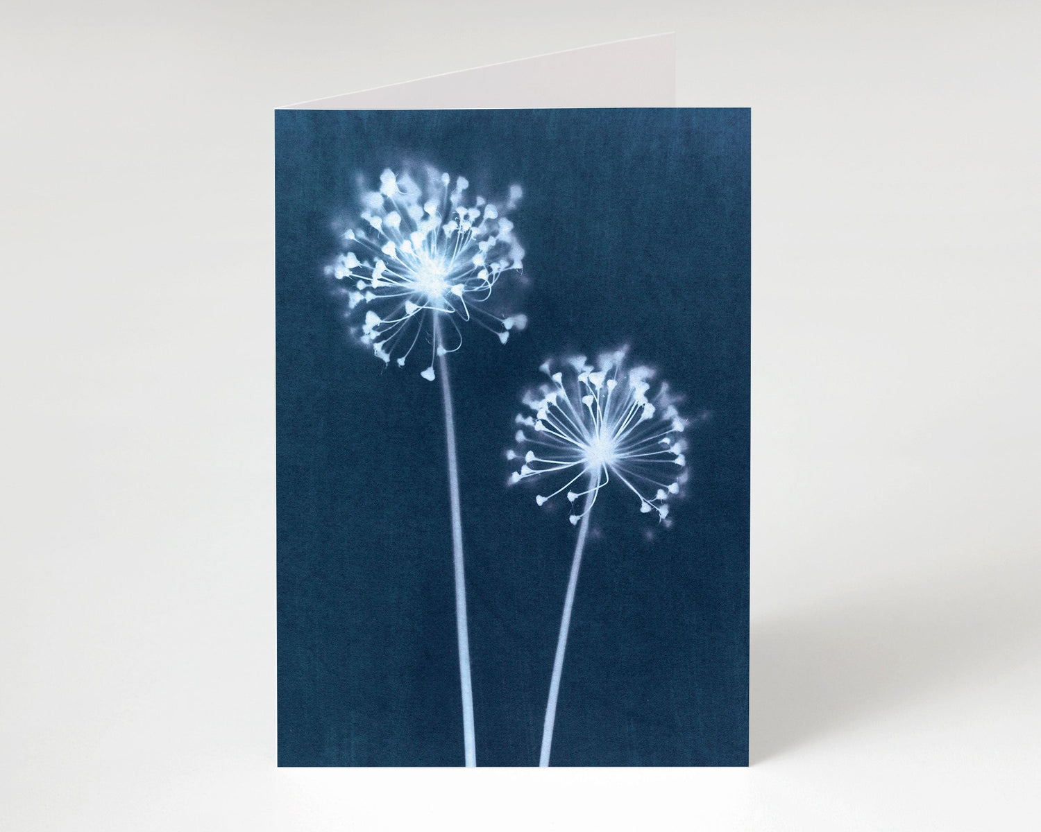 Botanical and Floral Note Cards