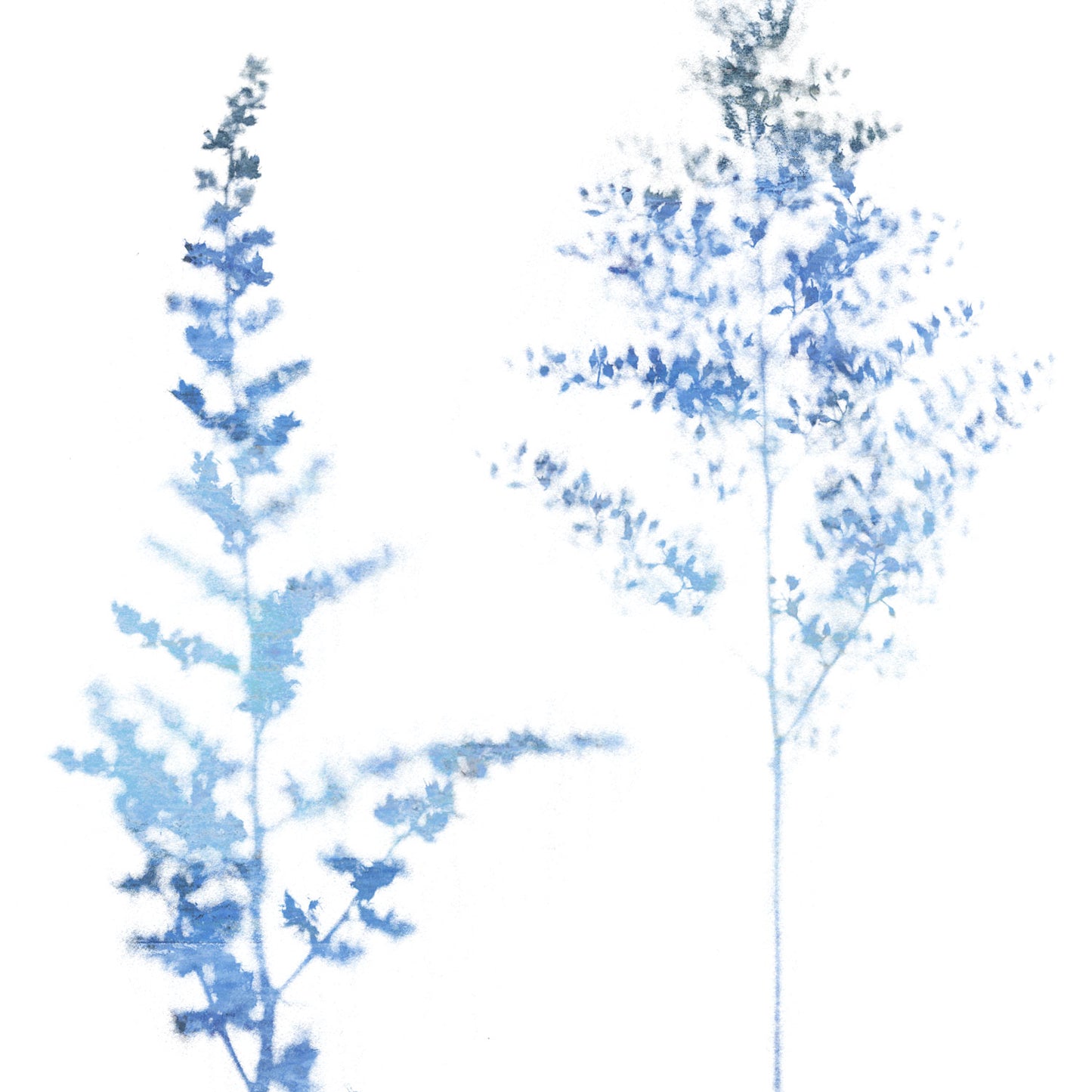 Blue Astilbe Minimalist Wildflower Print