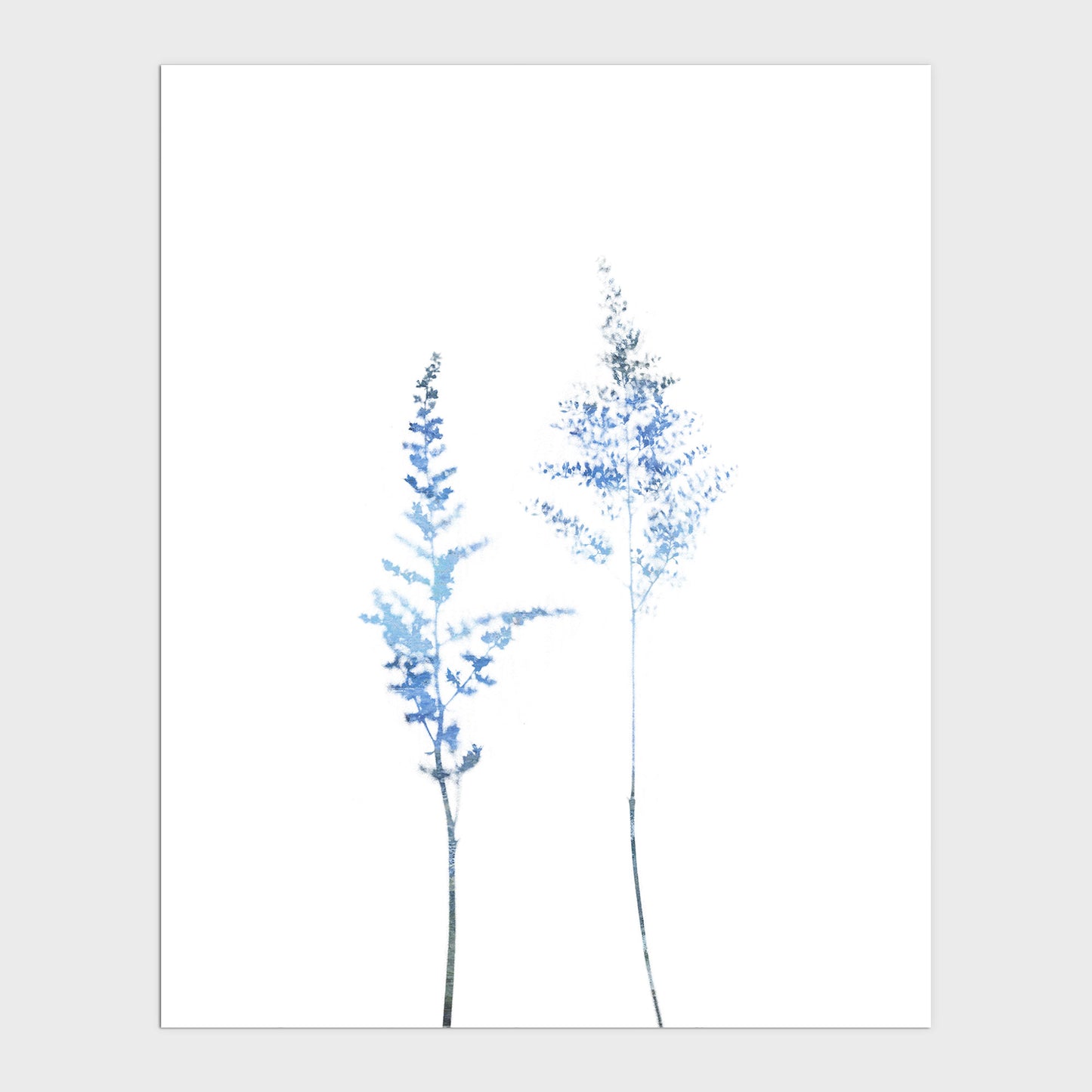 Blue Astilbe Minimalist Wildflower Print