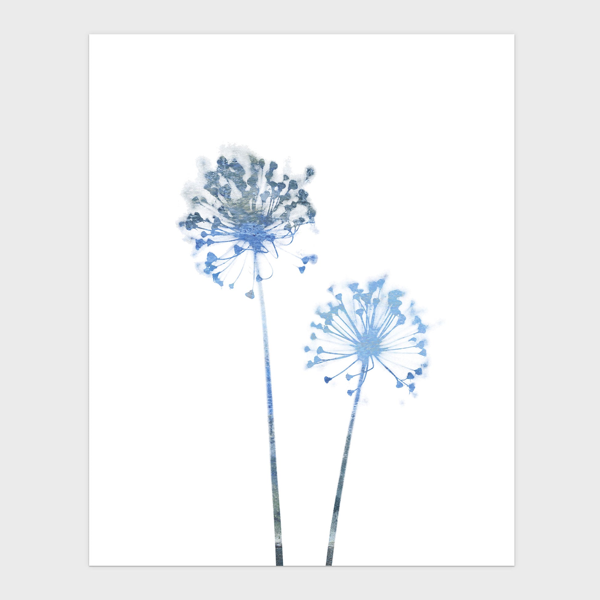 Blue Dandelion Flowers Minimalist Botanical Print