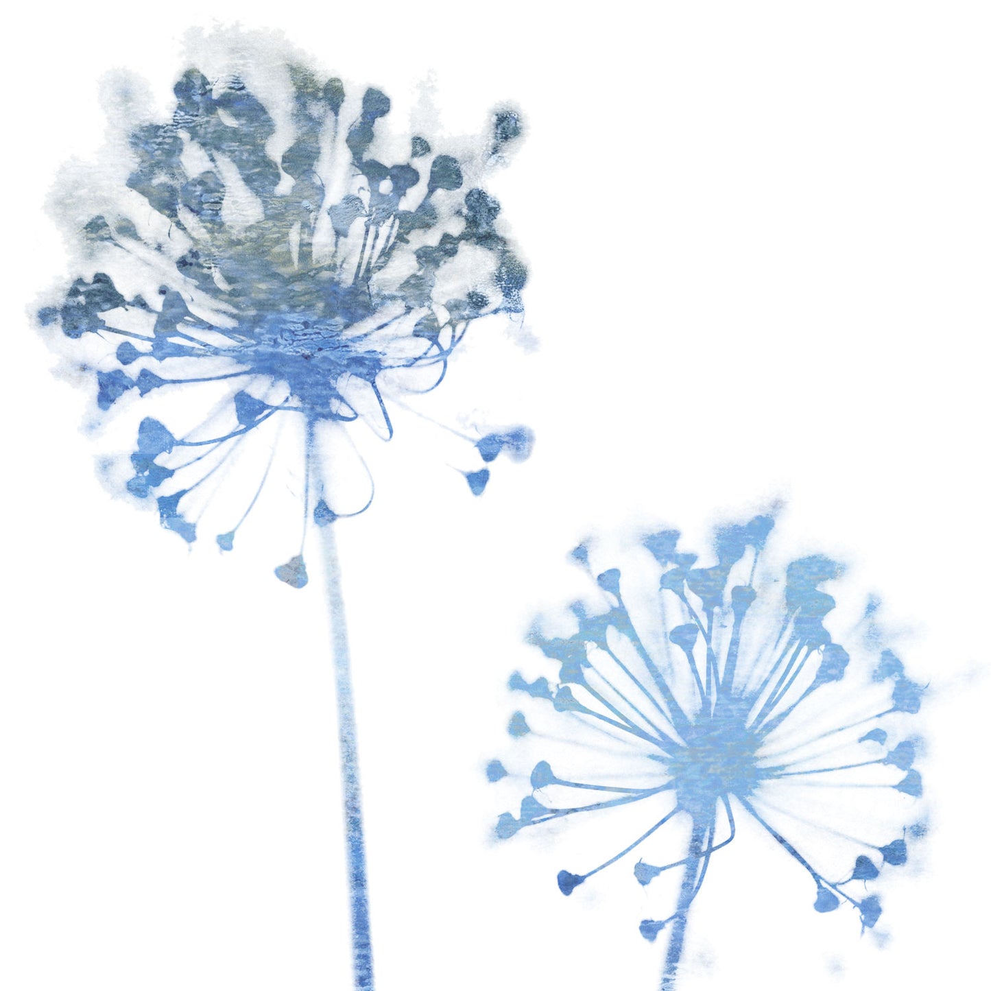 Blue Dandelion Flowers Minimalist Botanical Print