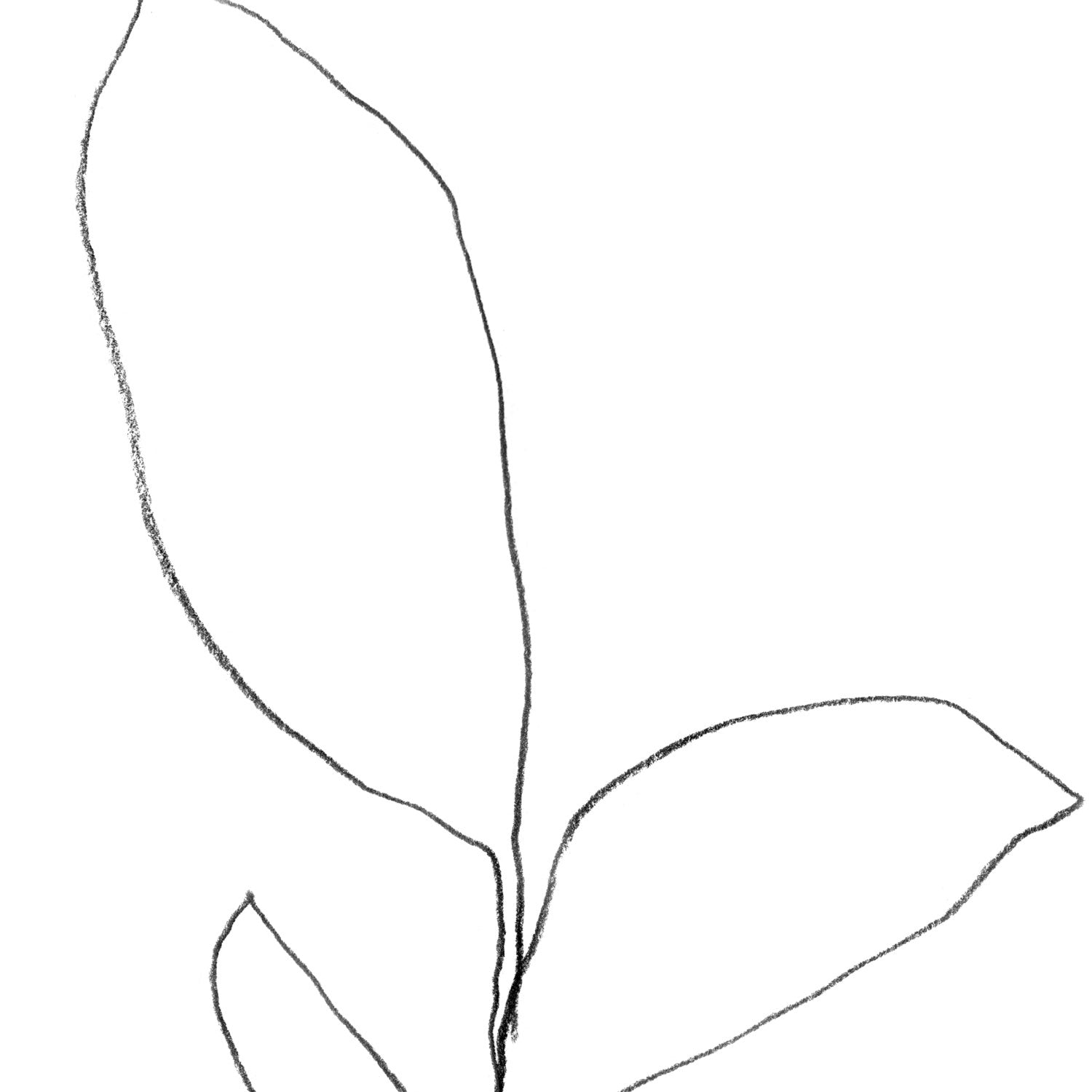 Five Leaf Plant Black and White Minimalist Botanical Line Drawing Print