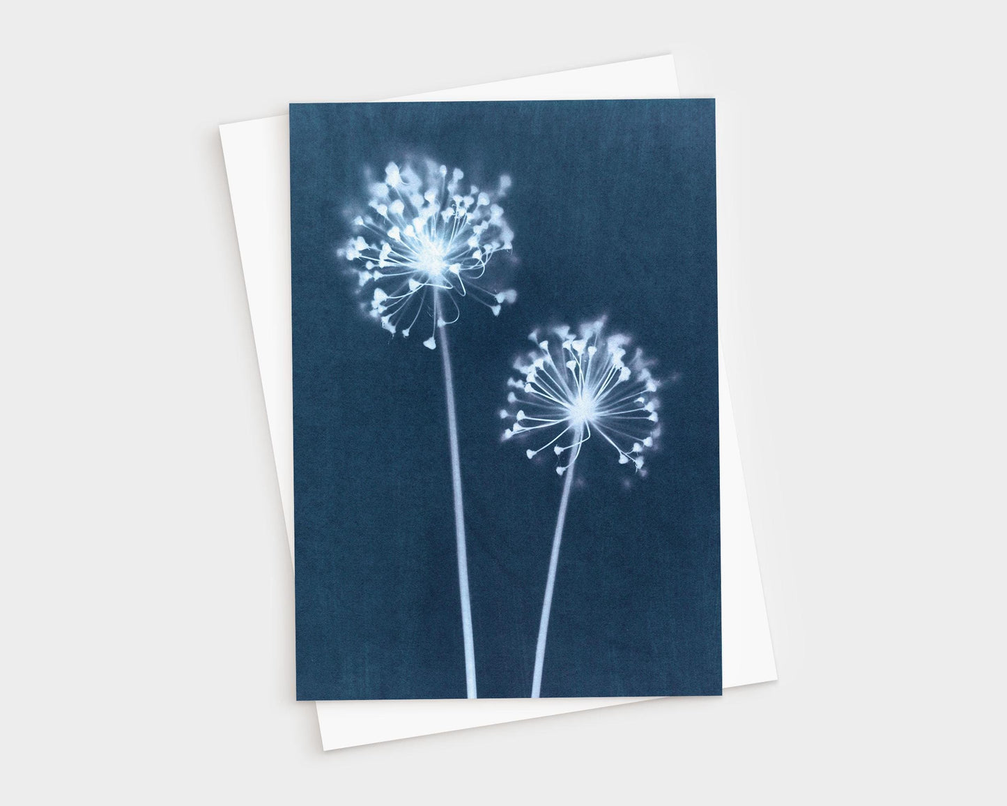Greeting card featuring a botanical cyanotype print of two delicate dandelion flower heads with radiating stems and soft white blooms against a deep indigo blue background.