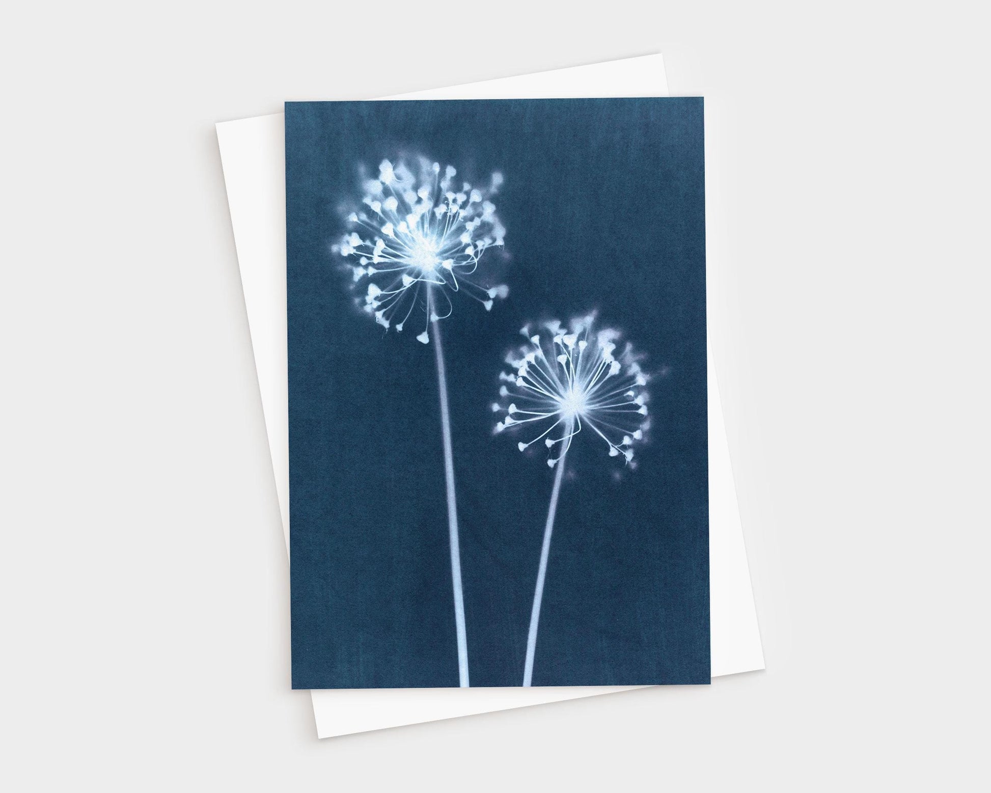 Greeting card featuring a botanical cyanotype print of two delicate dandelion flower heads with radiating stems and soft white blooms against a deep indigo blue background.