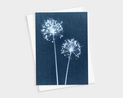 Greeting card featuring a botanical cyanotype print of two delicate dandelion flower heads with radiating stems and soft white blooms against a deep indigo blue background.