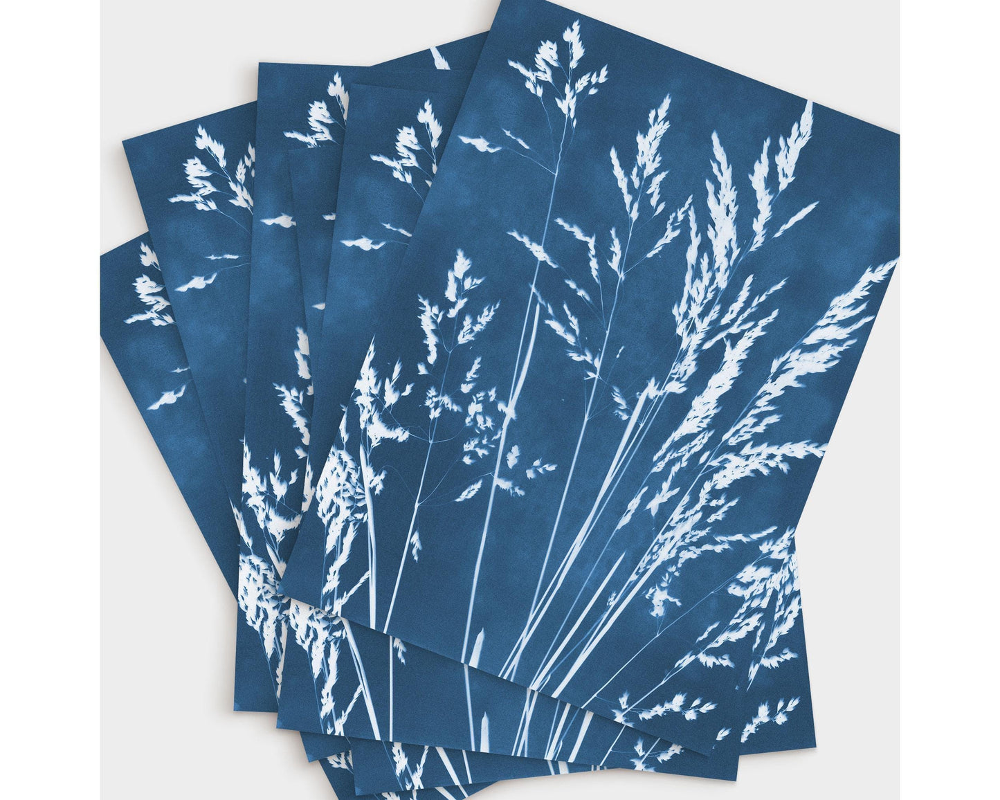 Set of greeting cards featuring a cyanotype-style botanical print of delicate grass stems and seed heads in white against a deep blue background, fanned out in an overlapping arrangement on a light background.