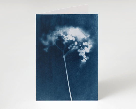 Folded greeting card standing upright, featuring a cyanotype-style print of a delicate flower stem in rich blue and white tones, set against a clean, light background.