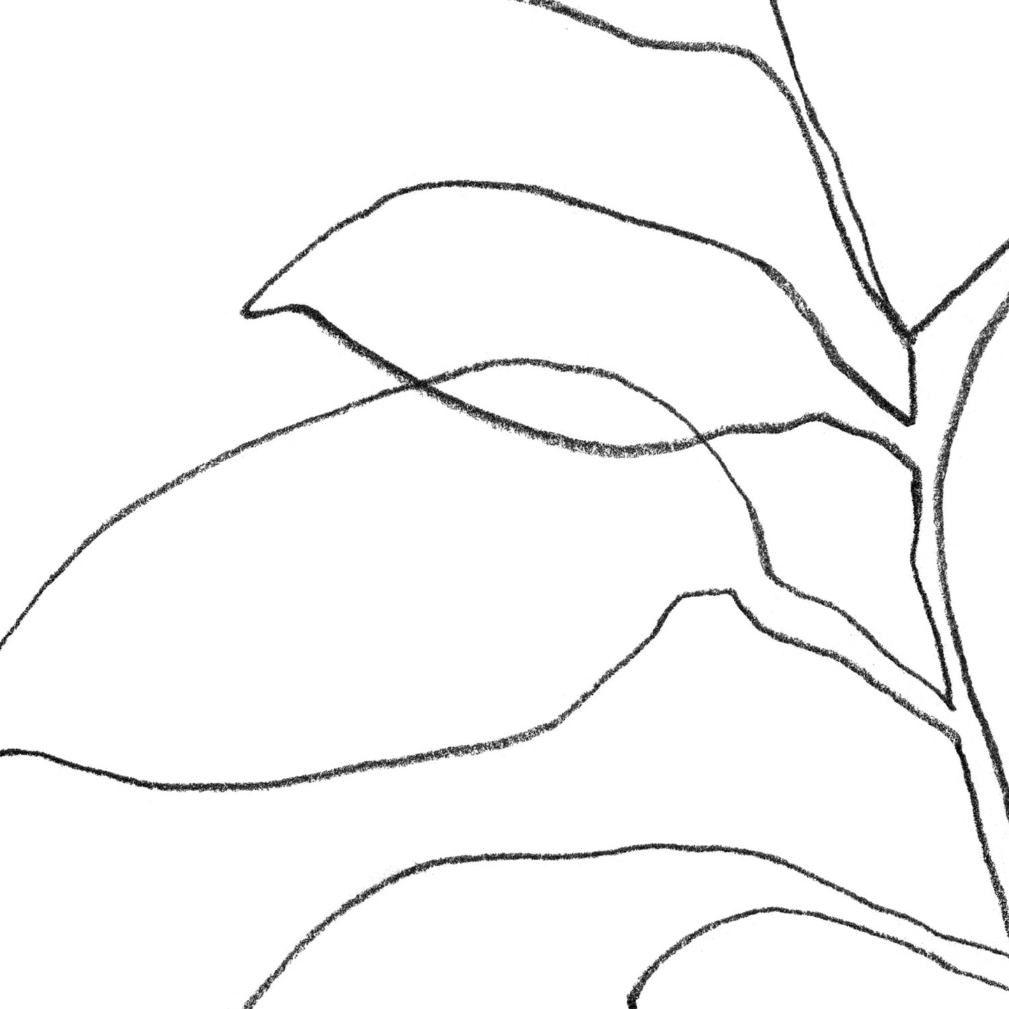 Six Leaf Plant Black and White Minimalist Botanical Line Drawing Print