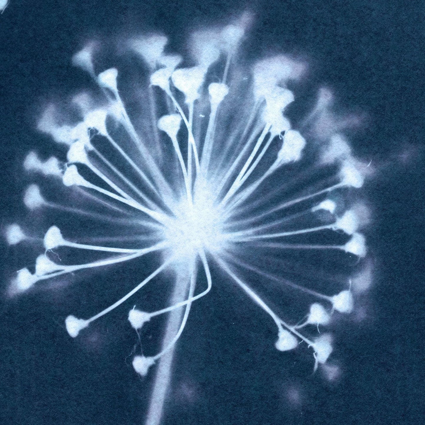 Close-up of a cyanotype print showing the delicate structure of an dandelion flower head, with fine white filaments and clustered tips radiating from a central point on a deep blue background.