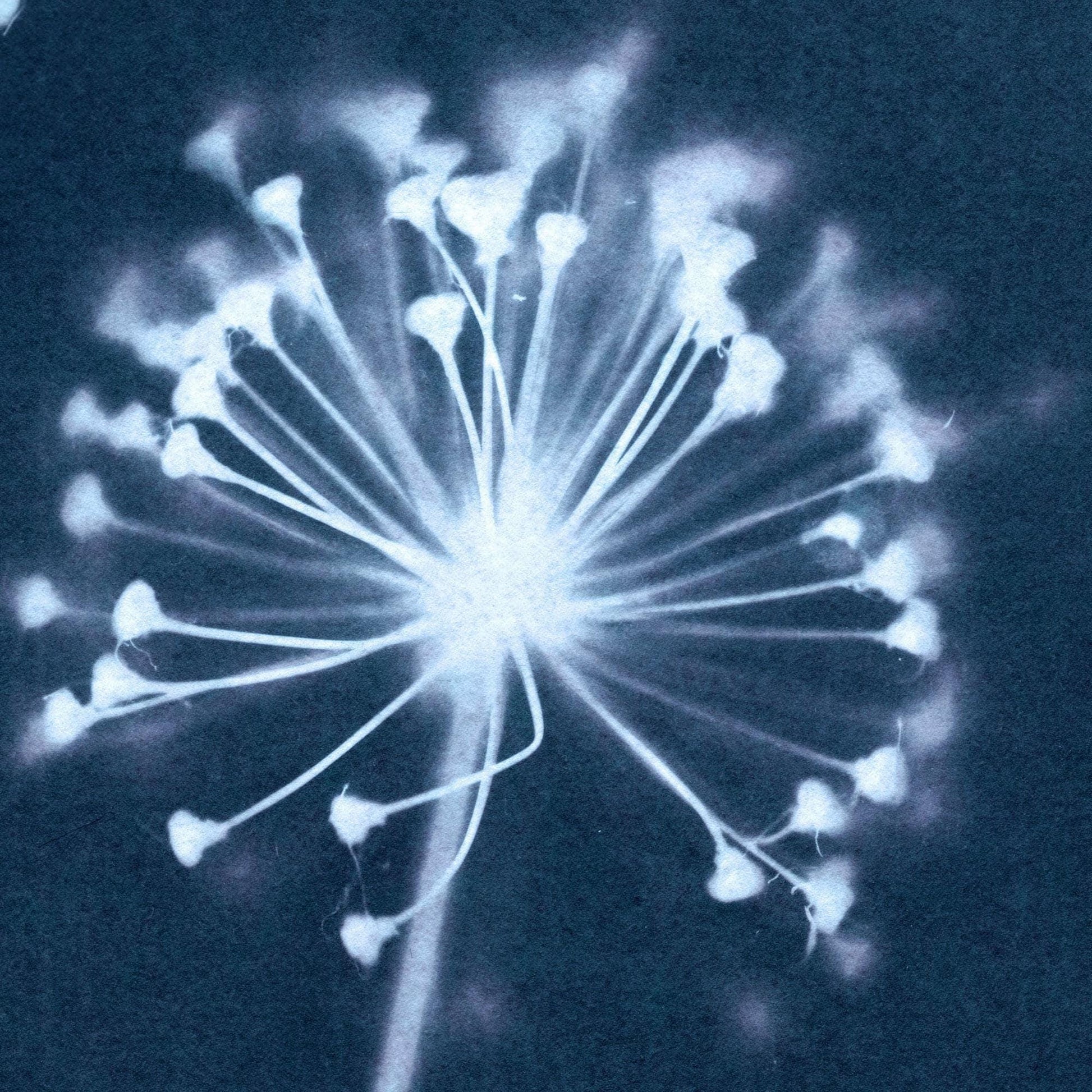Close-up of a cyanotype print showing the delicate structure of an dandelion flower head, with fine white filaments and clustered tips radiating from a central point on a deep blue background.