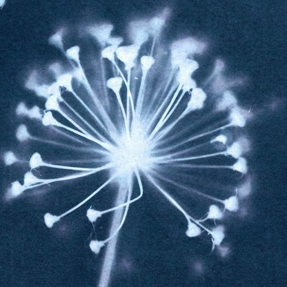 Close-up of a cyanotype print showing the delicate structure of an dandelion flower head, with fine white filaments and clustered tips radiating from a central point on a deep blue background.