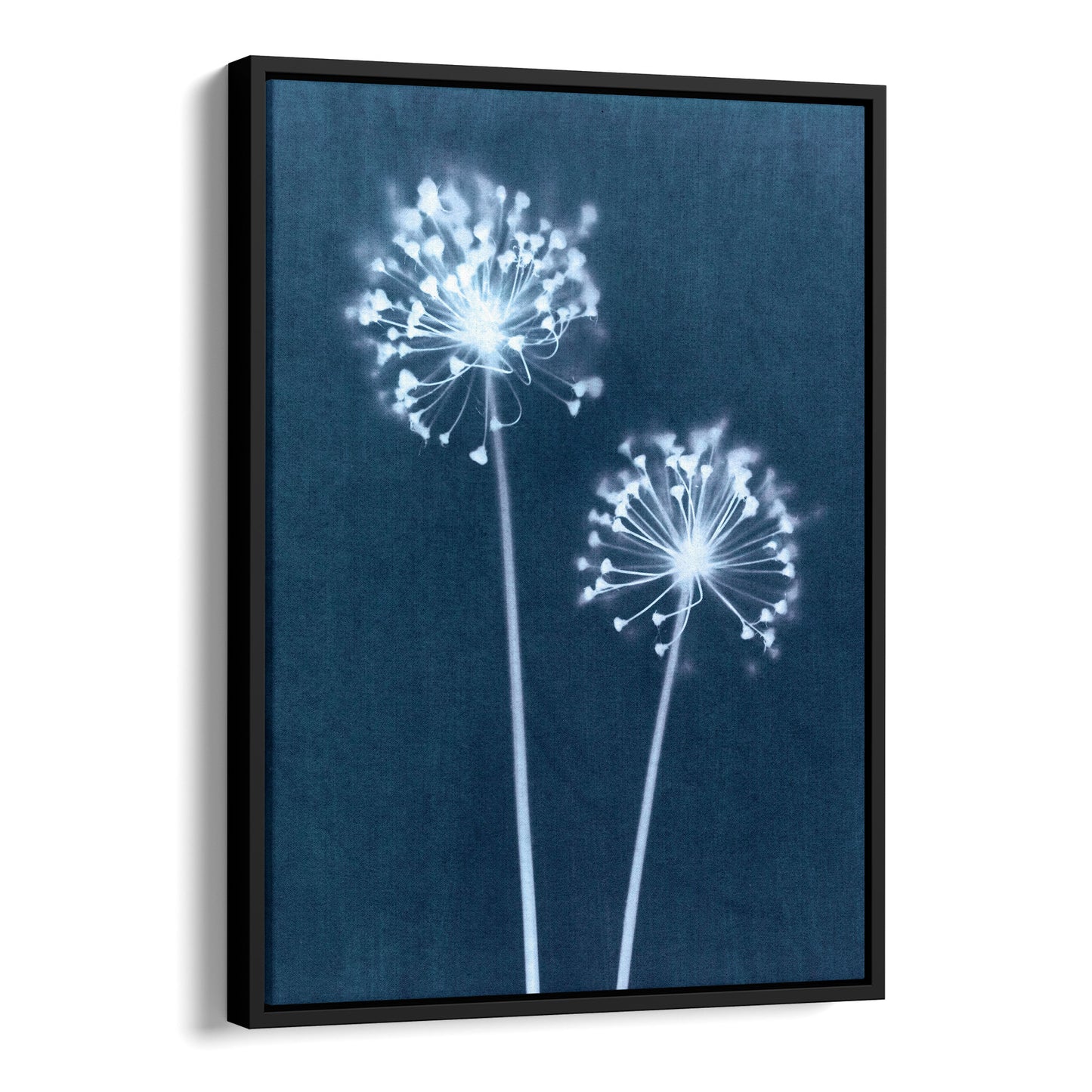 Blue Minimalist Dandelion Flower Cyanotype Reproduction Print