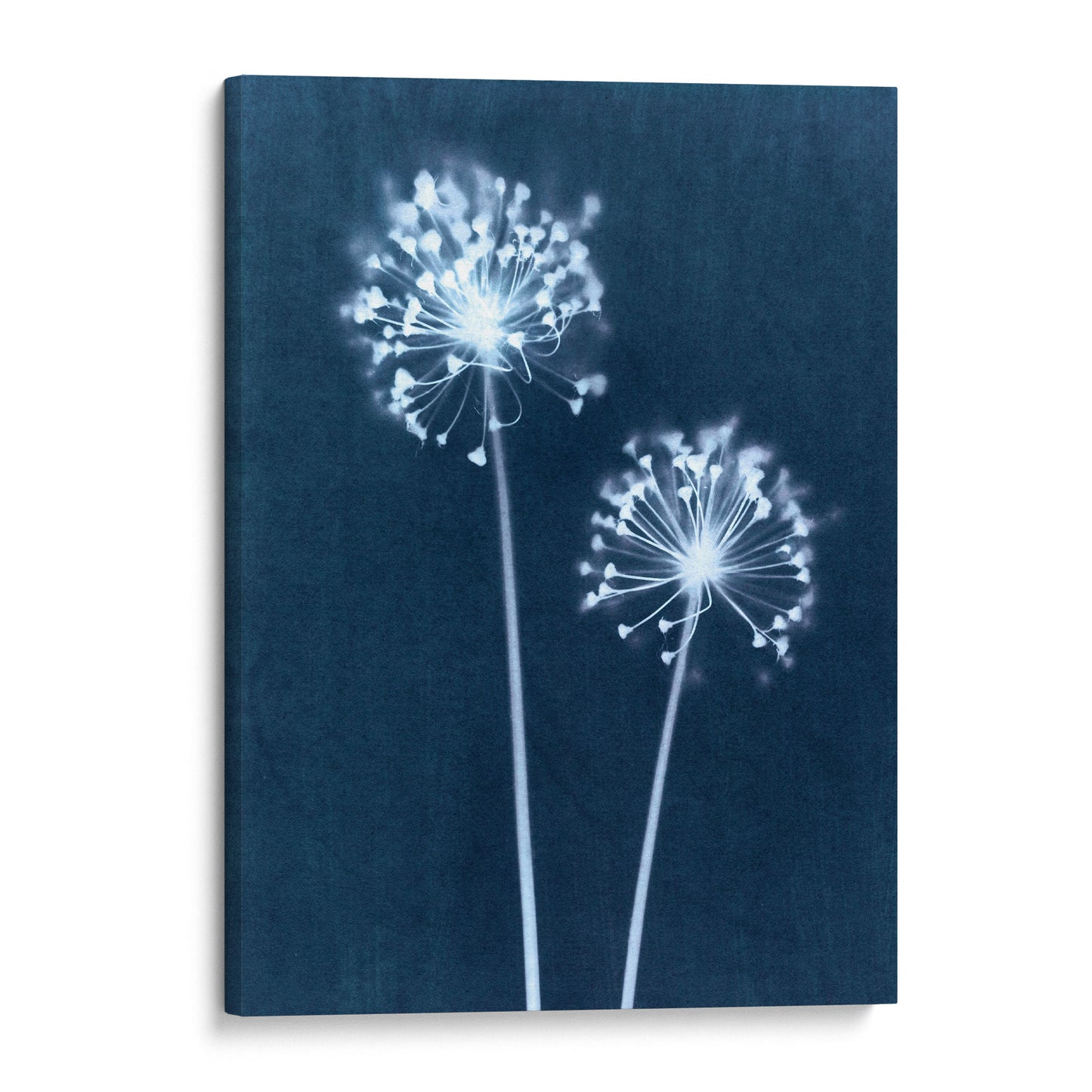 Blue Minimalist Dandelion Flower Cyanotype Reproduction Print