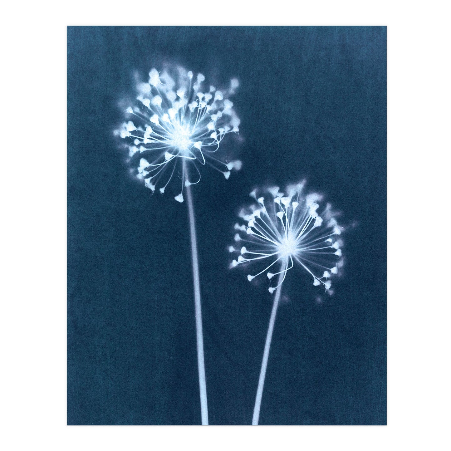 Blue Minimalist Dandelion Flower Cyanotype Reproduction Print