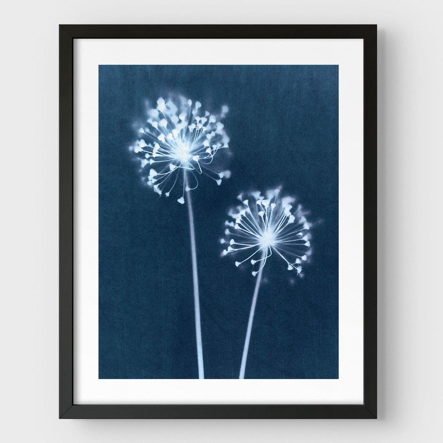 Indigo Dandelion