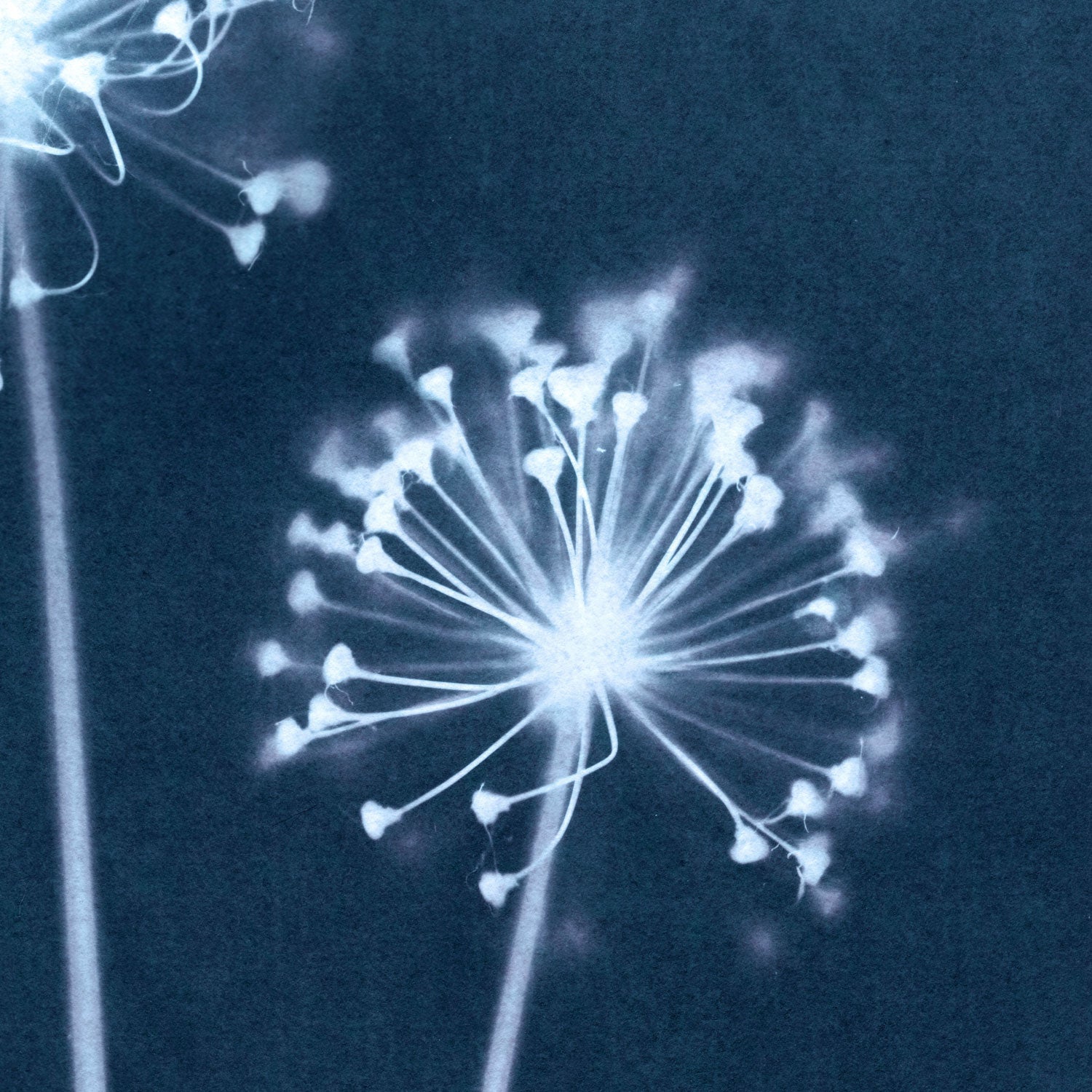 Blue Minimalist Dandelion Flower Cyanotype Reproduction Print