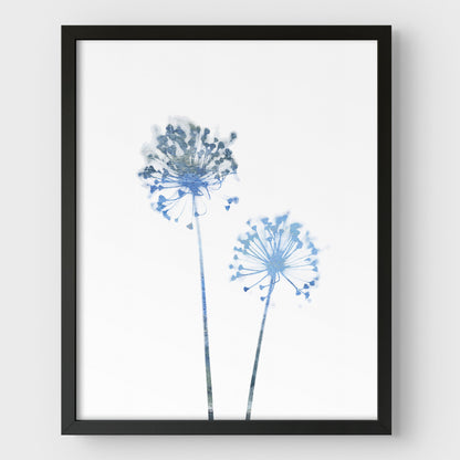 Blue Dandelion Flowers Minimalist Botanical Print