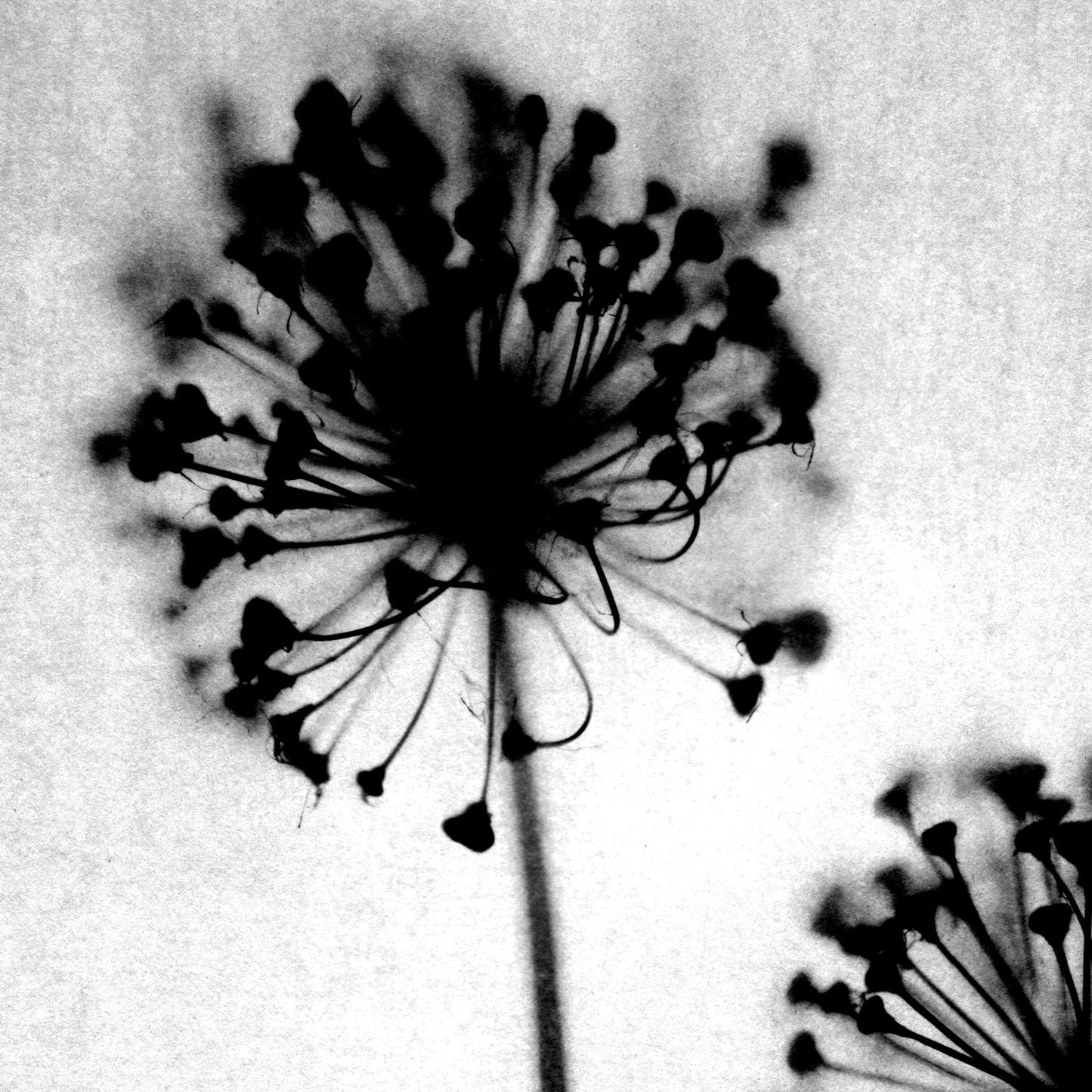 Black and White Dandelion Silhouette Photography Print