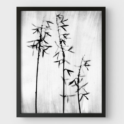Black and White Bamboo Print