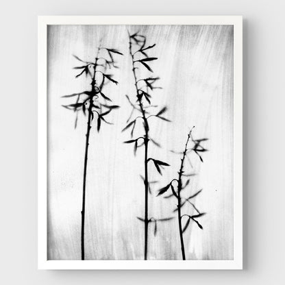 Black and White Bamboo Print