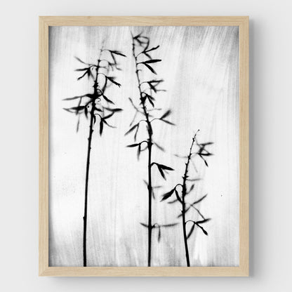 Black and White Bamboo Print