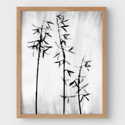 Black and White Bamboo Print