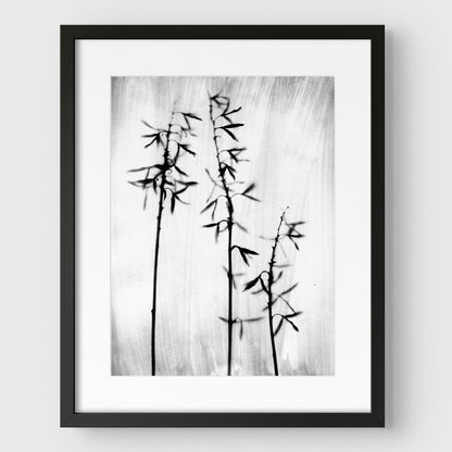 Black and White Bamboo Print