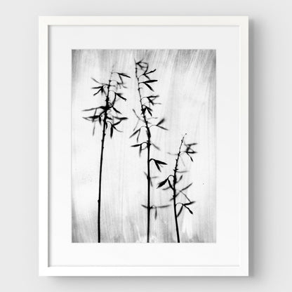 Black and White Bamboo Print