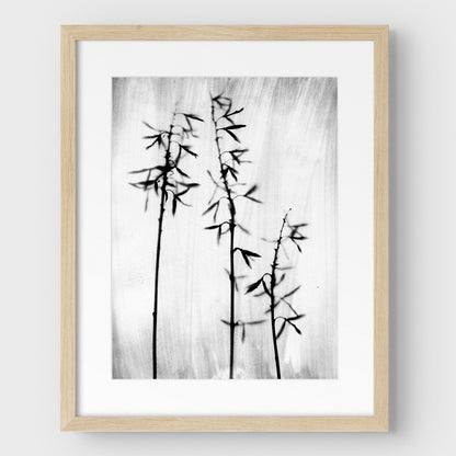 Black and White Bamboo Print