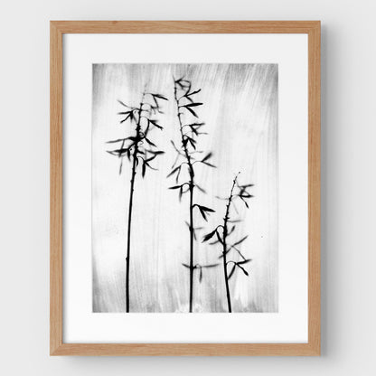 Black and White Bamboo Print
