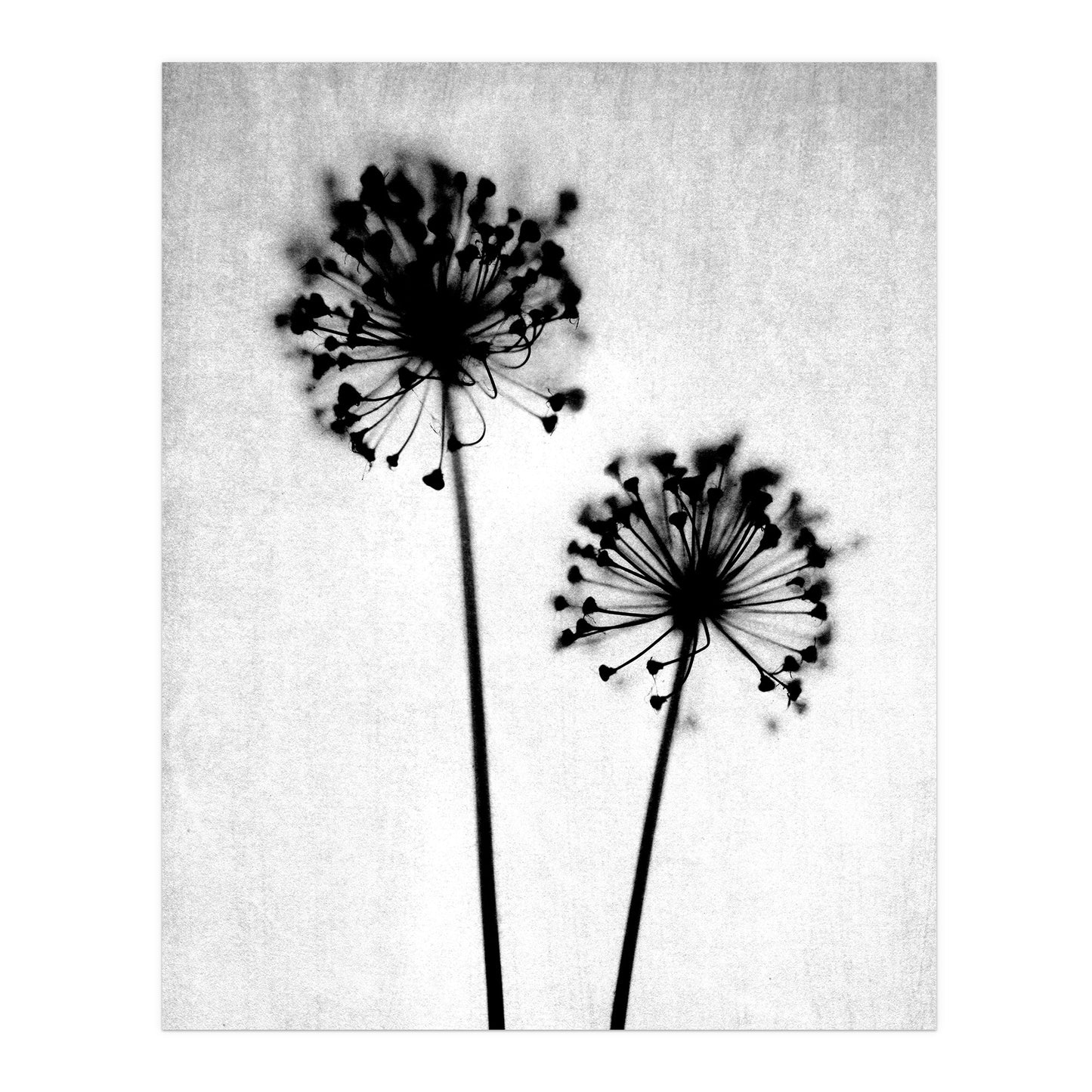 Black and White Dandelion Silhouette Photography Print