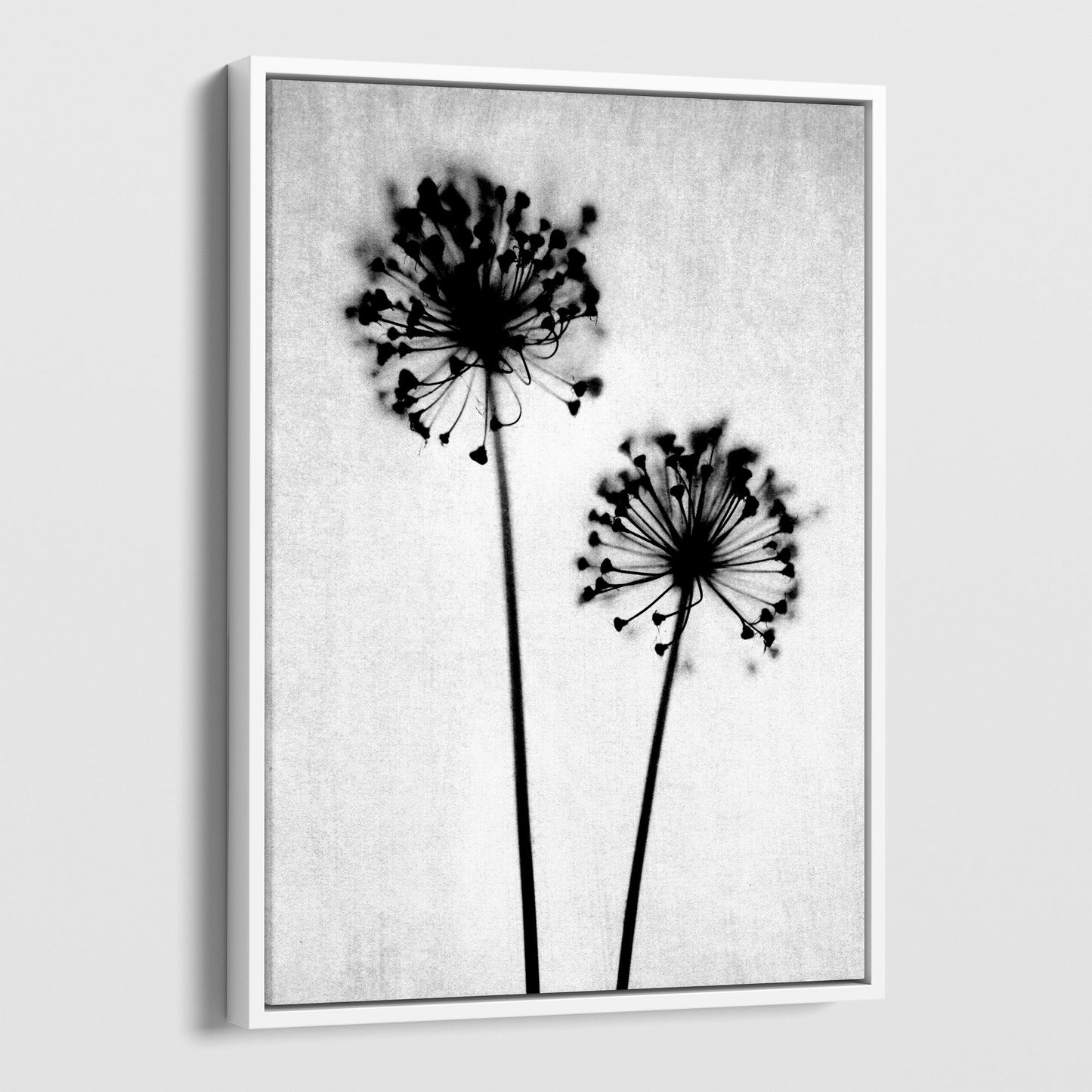 Black and White Dandelion Silhouette Photography Print