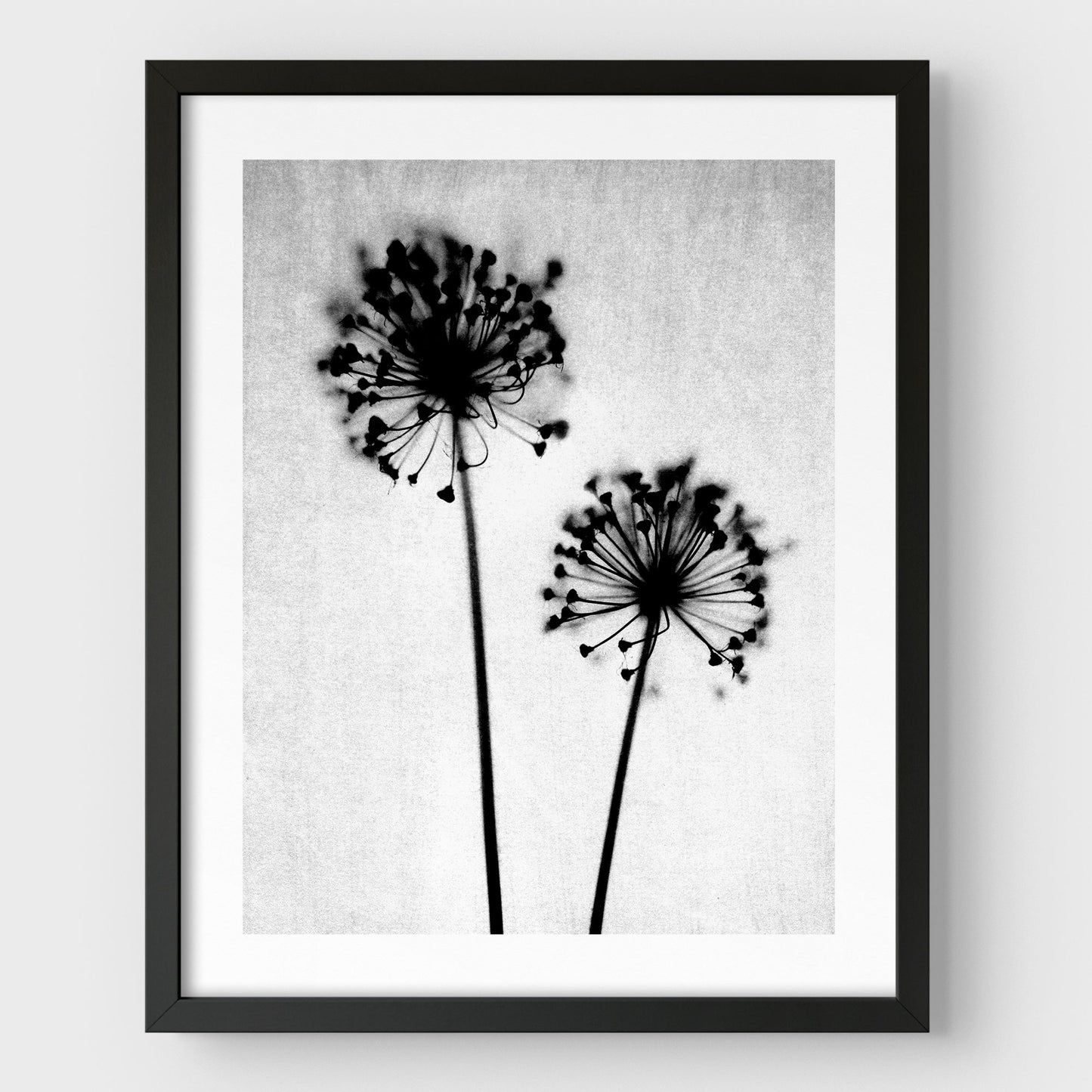 Black and White Dandelion