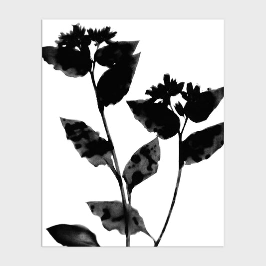 Black and White Moody Flower Silhouette Botanical Print