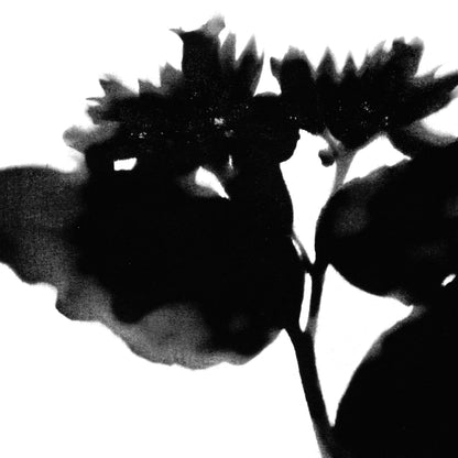 Black and White Moody Flower Silhouette Botanical Print