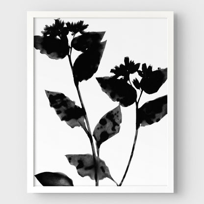 Black and White Moody Flower Silhouette Botanical Print