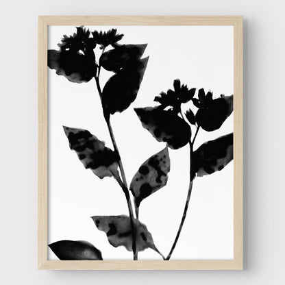 Black and White Moody Flower Silhouette Botanical Print