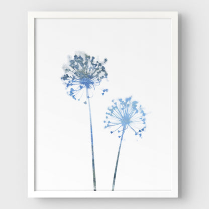 Blue Dandelion Print