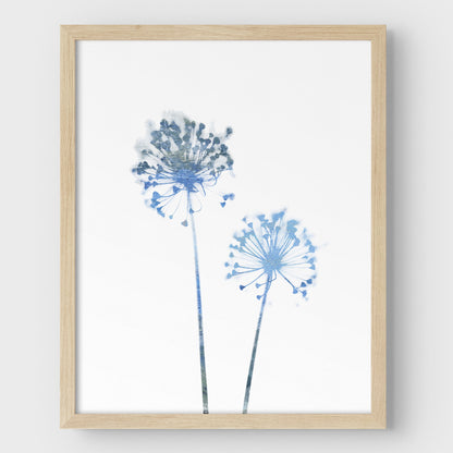 Blue Dandelion Print
