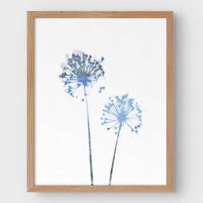 Blue Dandelion Print