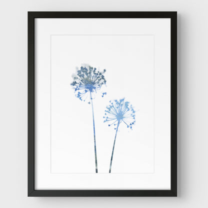 Blue Dandelion Print