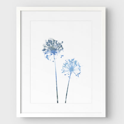 Blue Dandelion Print