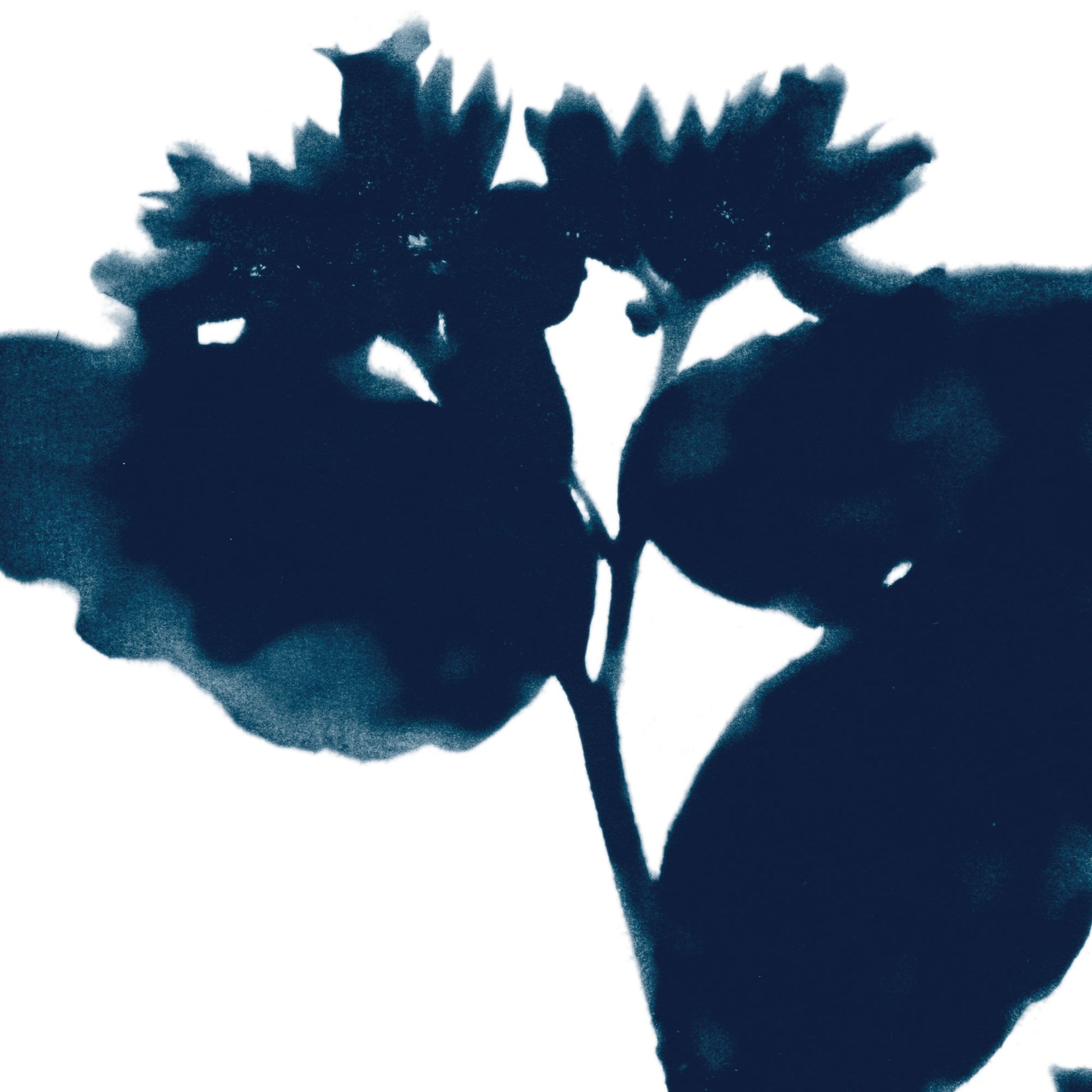 Dark Blue Flower Silhouette Botanical Print