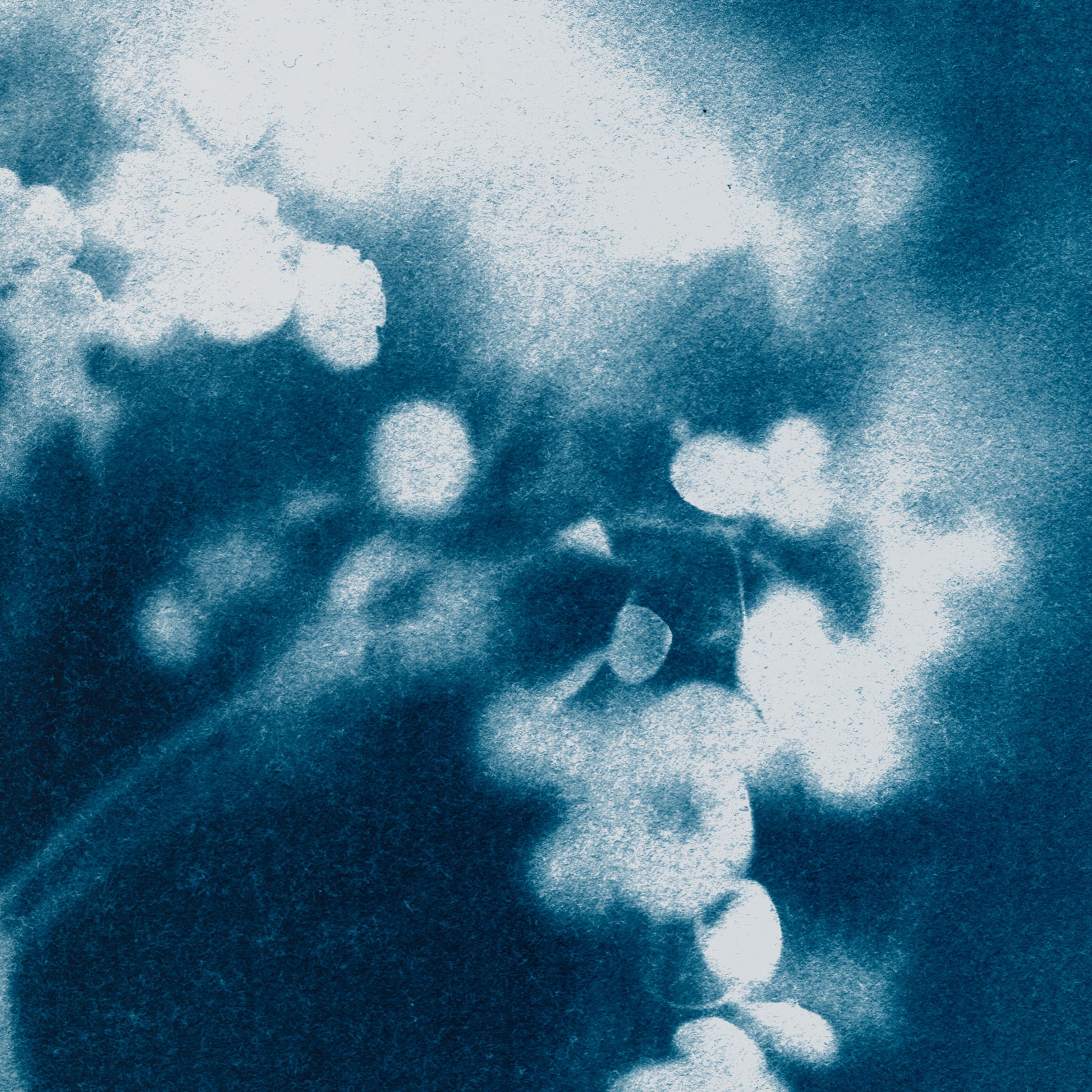 Indigo Blue Minimalist Hydrangea Flower Cyanotype Reproduction Print