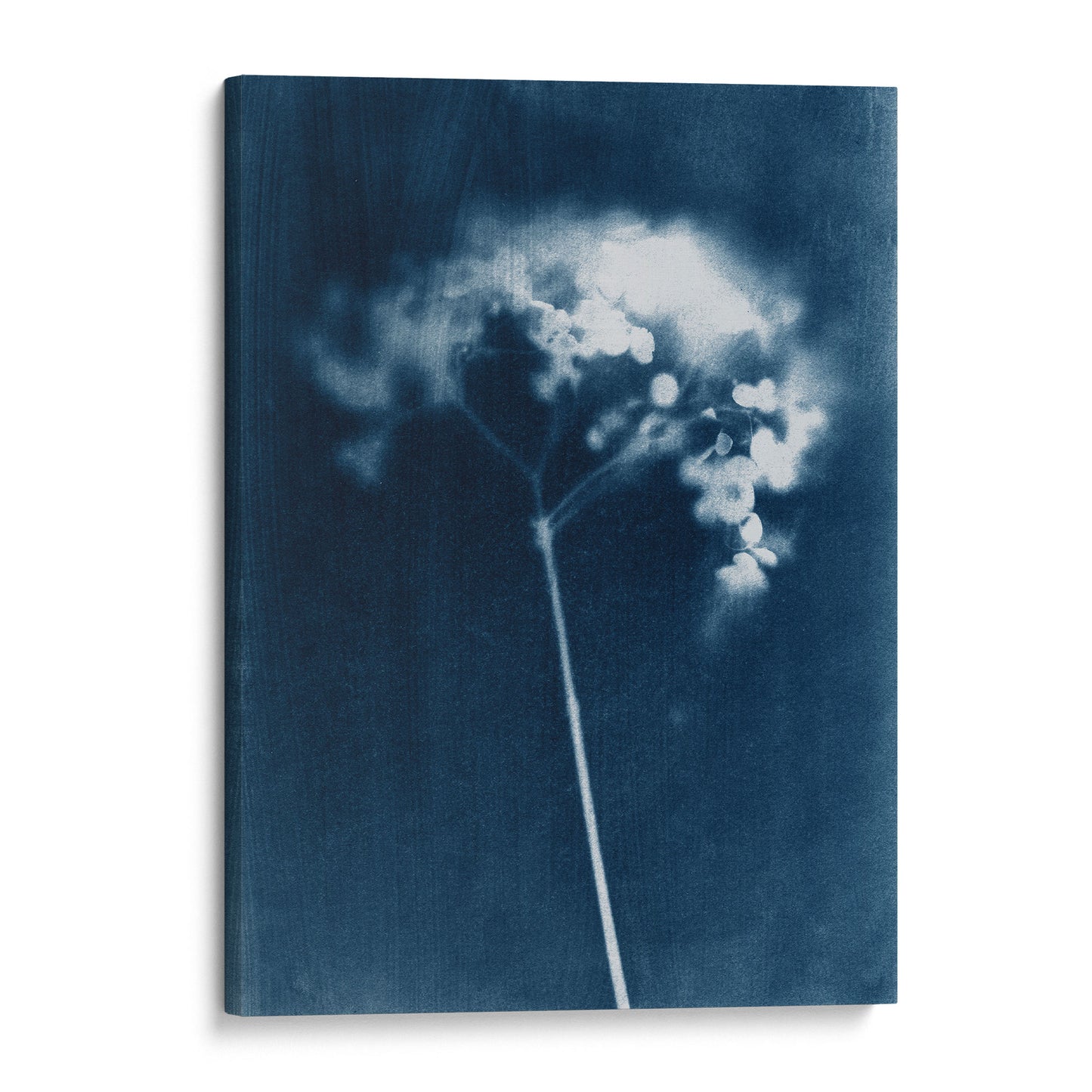 Indigo Blue Minimalist Hydrangea Flower Cyanotype Reproduction Print