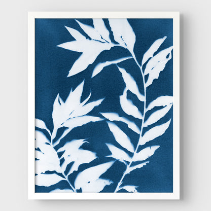 Curved Branches Cyanotype Print