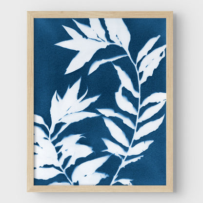 Curved Branches Cyanotype Print