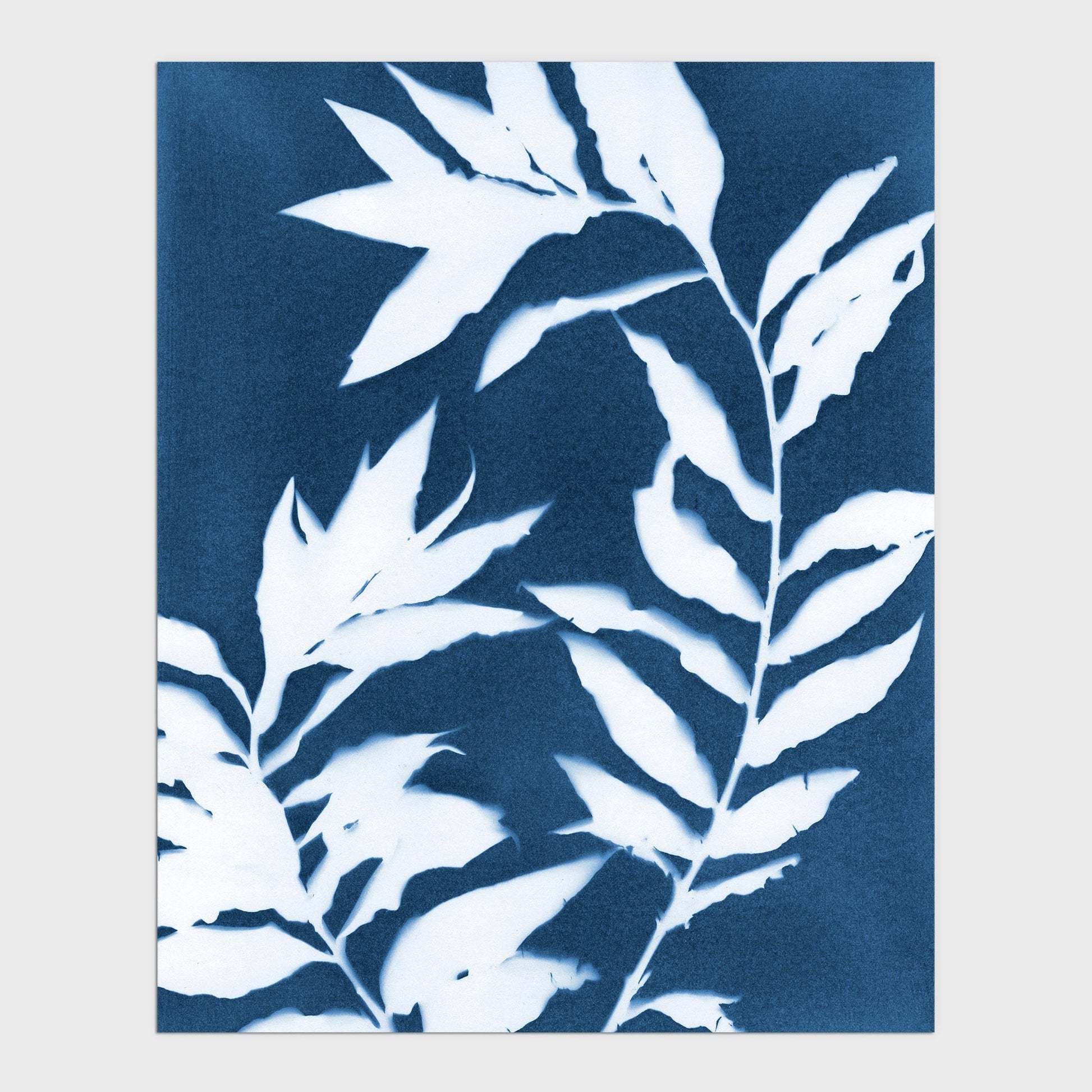 Cyanotype botanical print featuring delicate curved branches with pointed leaves in white against a deep blue background, highlighting organic shapes and negative space.