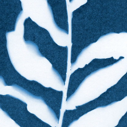 Close-up of a cyanotype print showing intricate details of white leaves and a thin branch against a deep blue textured background.