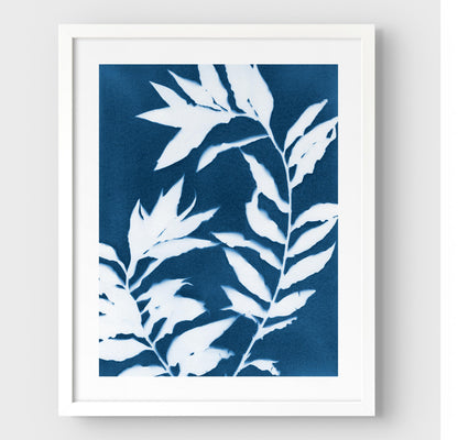Framed cyanotype print featuring curved branches with pointed leaves in white against a deep blue background, enclosed in a white frame with a white border.
